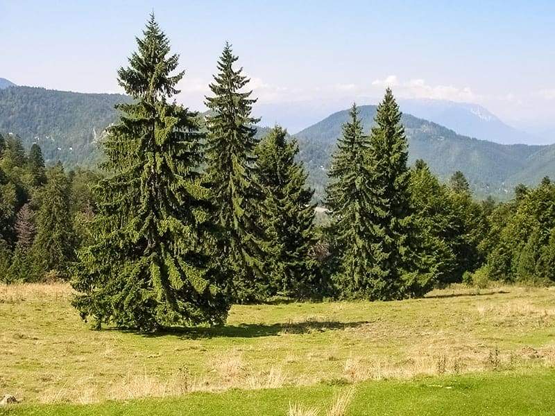 Spruce Trees for Sale