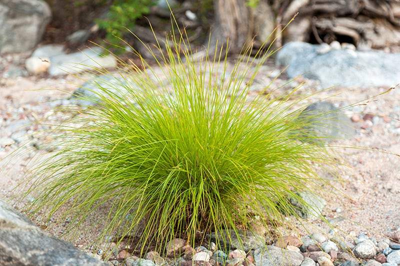 Ornamental Grasses for Sale - Buying & Growing Guide