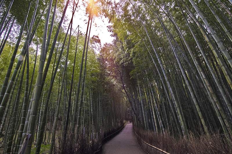 Outdoor Bamboo Plants for Sale - Buying & Growing Guide