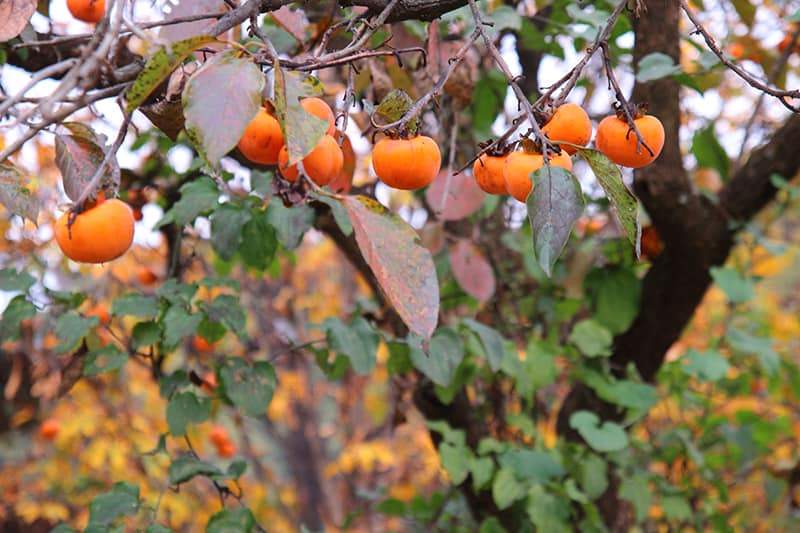 Persimmon Trees for Sale - Buying & Growing Guide