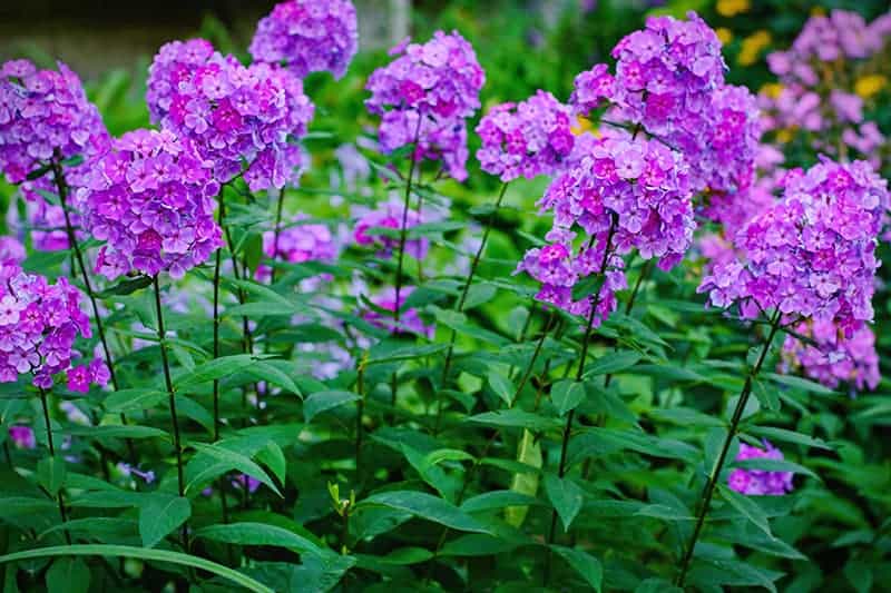Plants with Perennial Flowers for Sale - Buying & Growing Guide