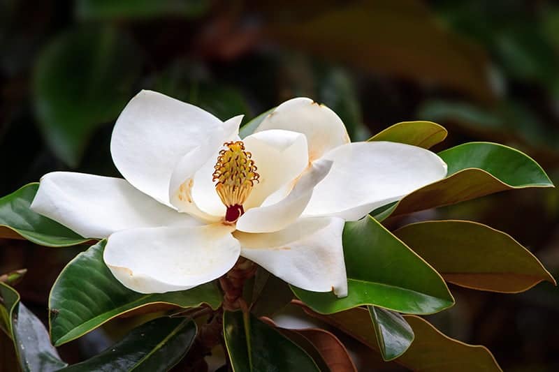 Magnolia Trees for Sale - Buying & Growing Guide