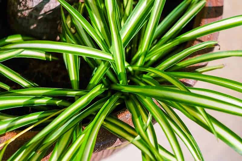 Plants for Sale - Buying & Growing Guide