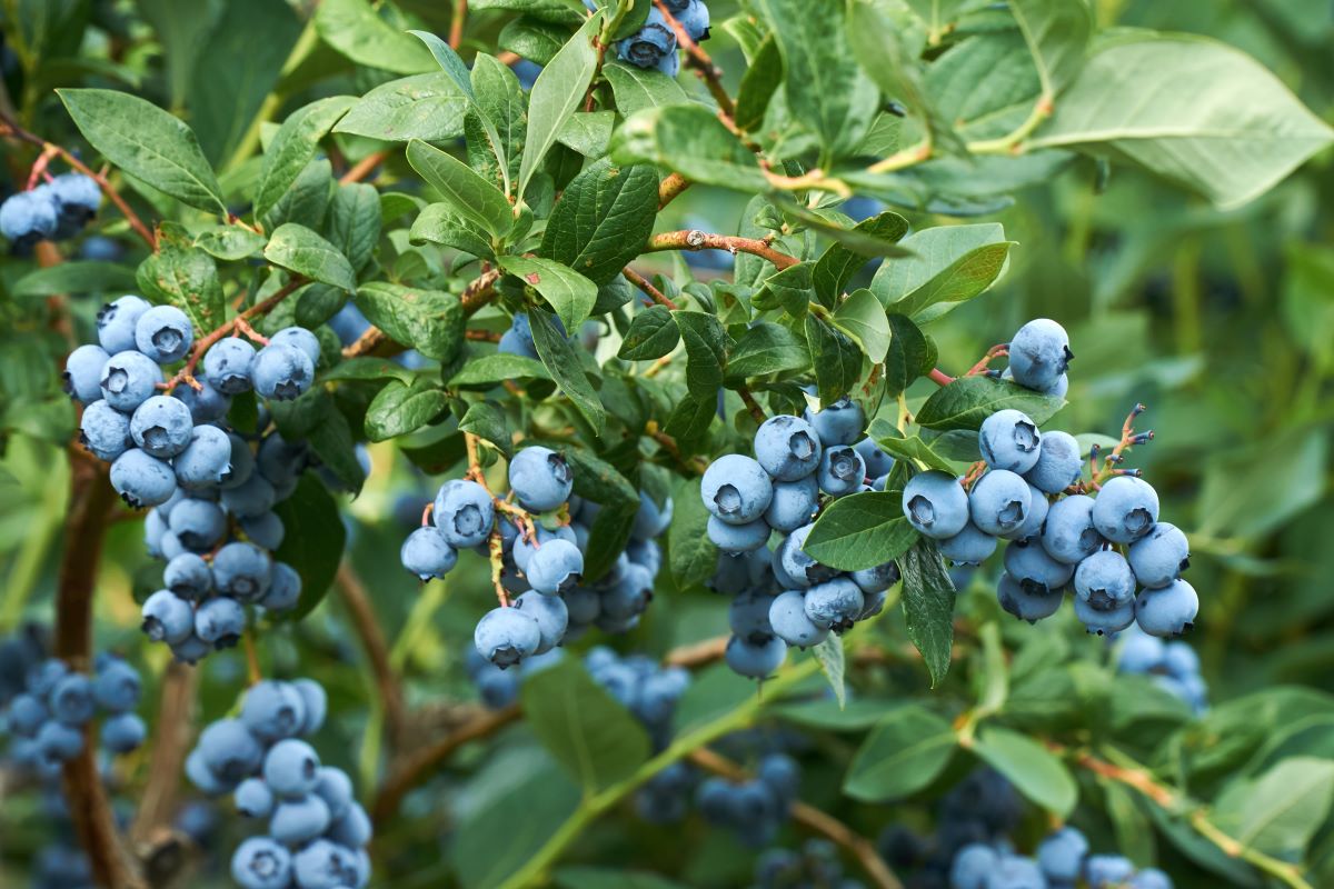 Blueberry Bushes for Sale - Buying & Growing Guide