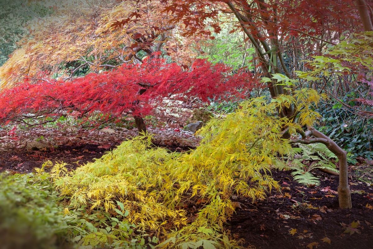 Japanese Maple Trees for Sale - Buying & Growing Guide