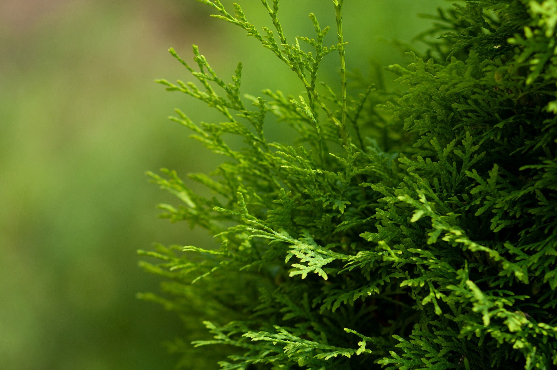 Thuja Trees for Sale - Buying & Growing Guide