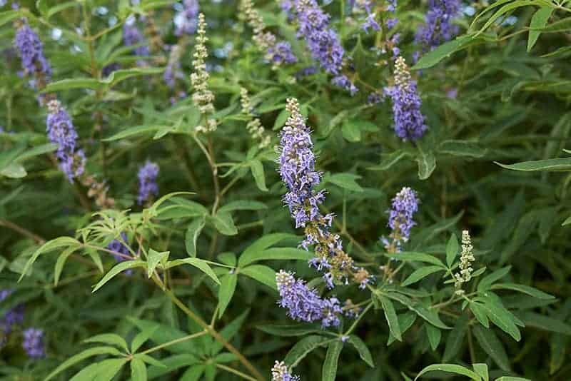 Trees with Purple Flowers for Sale