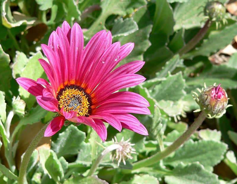 Trees and Plants with Pink Flowers for Sale