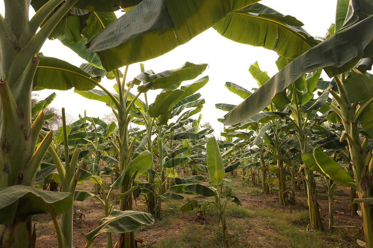 Banana Trees for Sale - Buying & Growing Guide