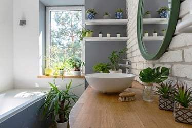 Bathroom Plants for Sale - Buying & Growing Guide