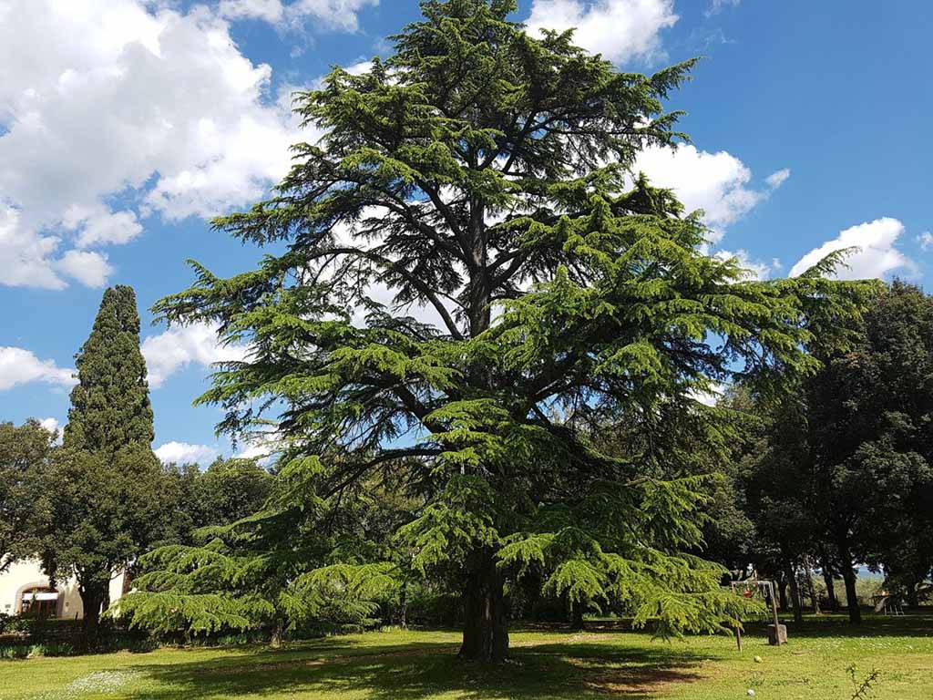 Cedar Trees for Sale