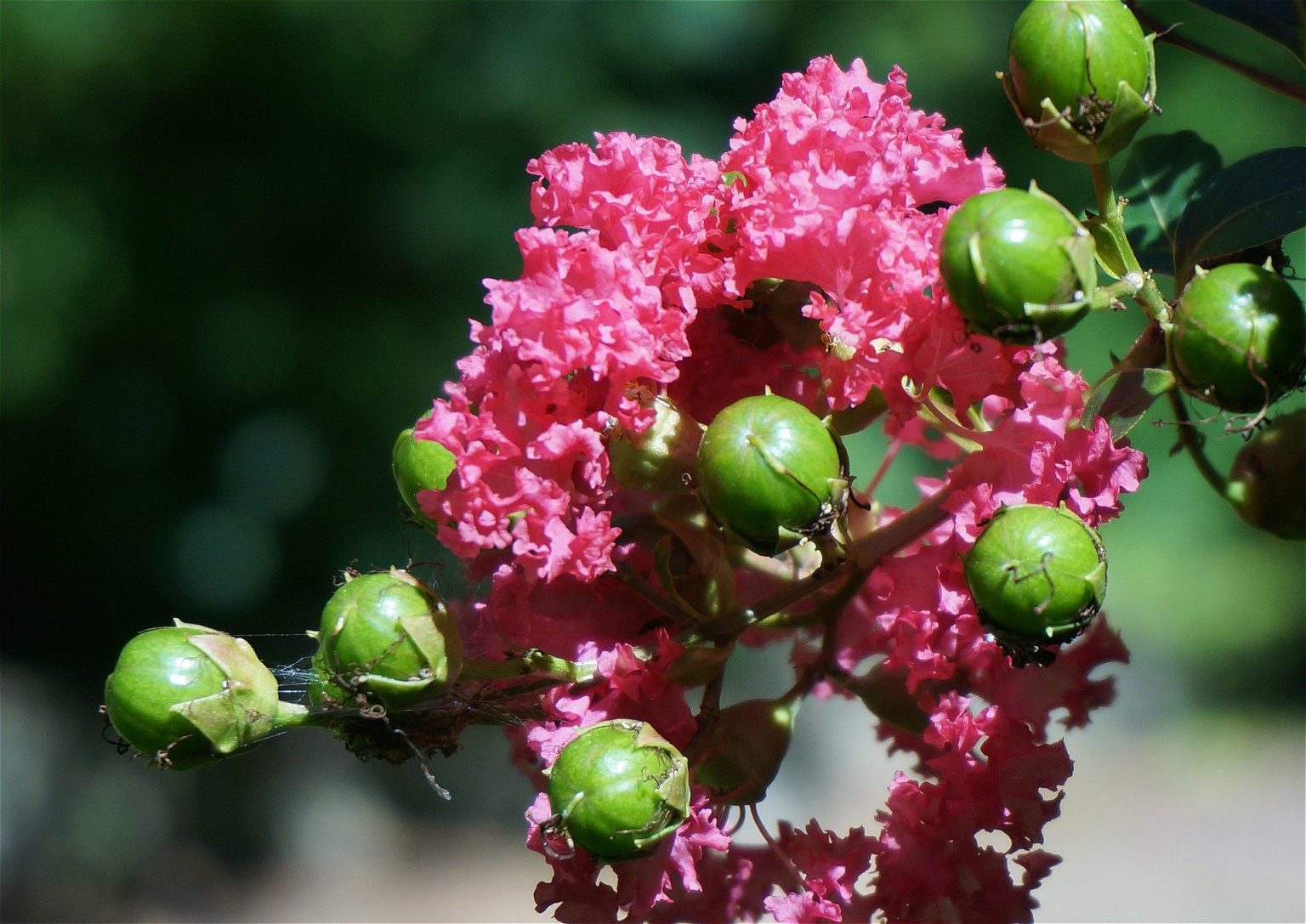 Crape Myrtle Trees for Sale - Buying & Growing Guide