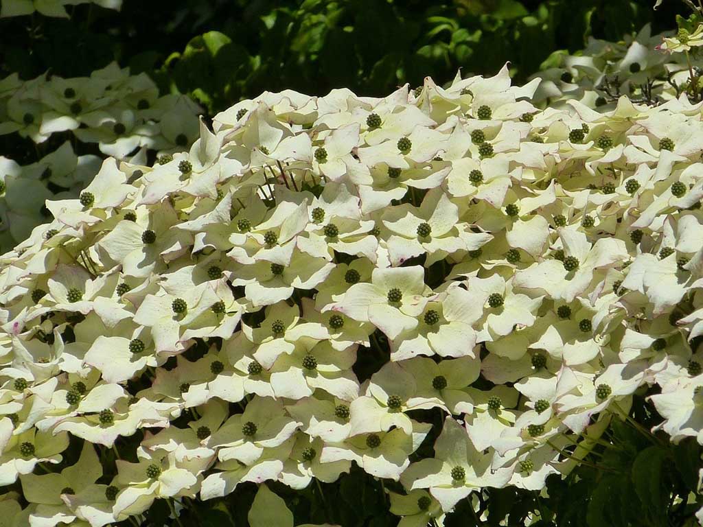 Dogwood Trees for Sale - Buying & Growing Guide