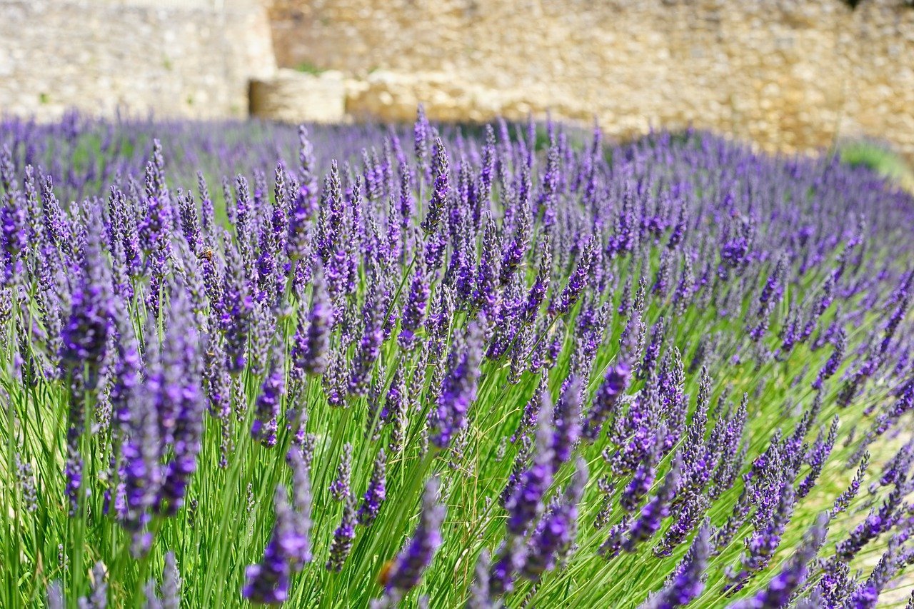 https://www.trees.com/wp-content/uploads/collections/raw/1000/lavender-plant-field.jpg