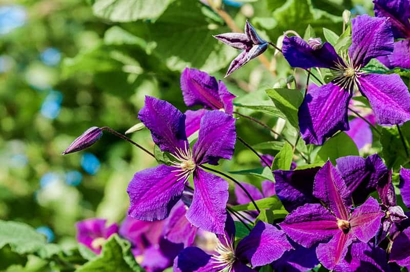 Purple Flowering Shrubs for Sale - Buying & Growing Guide