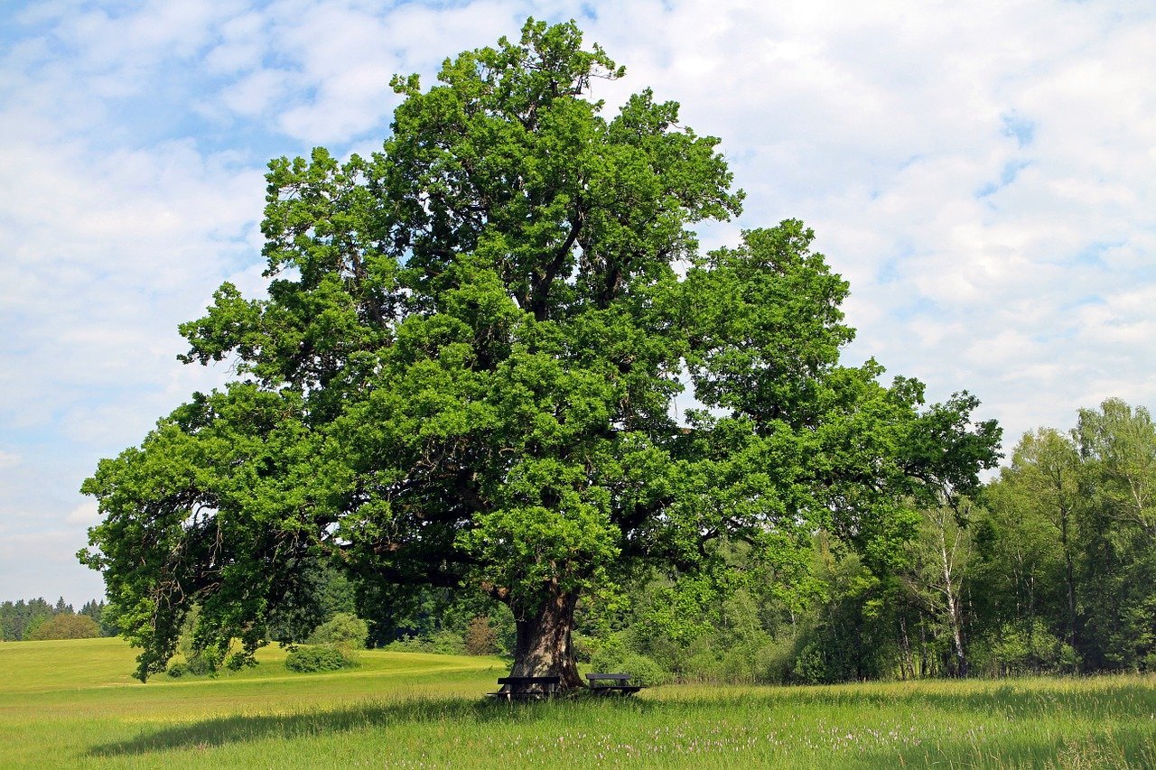 Oak Trees for Sale