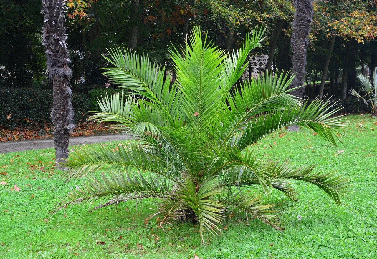 Palm Trees for Sale - Buying & Growing Guide