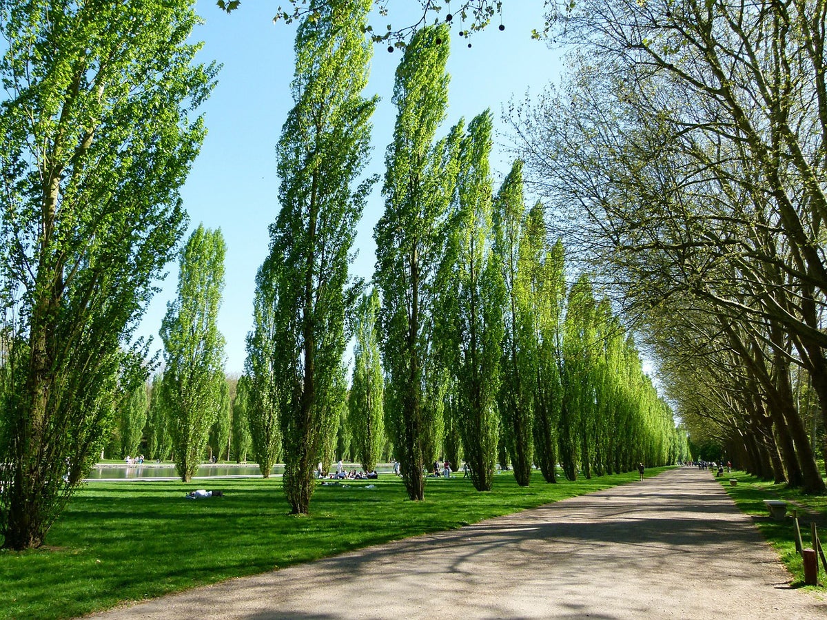 Poplar Trees for Sale - Buying & Growing Guide