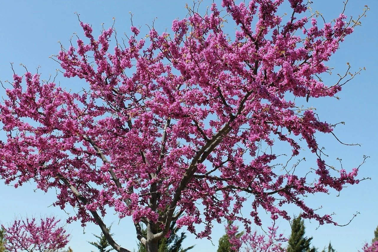 Redbud Trees for Sale