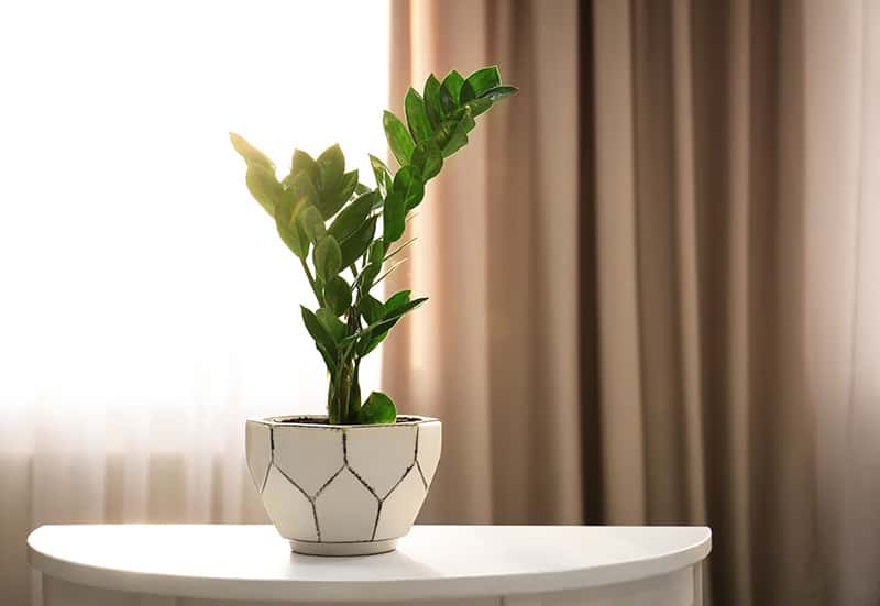 Houseplants for Sale - Buying & Growing Guide