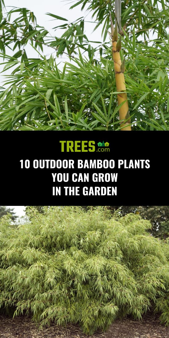 10 Outdoor Bamboo Plants You Can Grow In The Garden