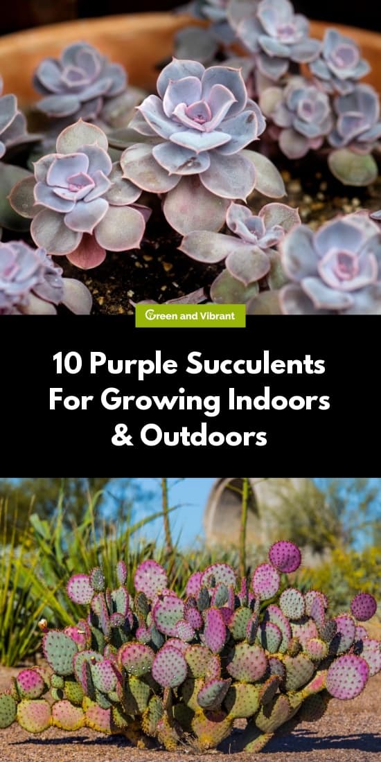 10 Purple Succulents For Growing Indoors & Outdoors