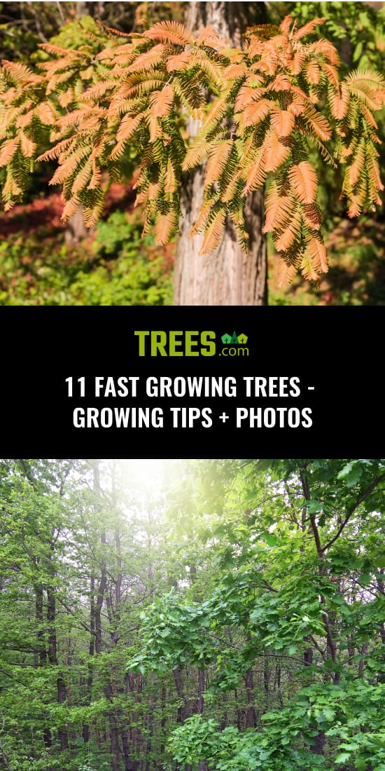 11 Fast Growing Trees - Growing Tips + Photos