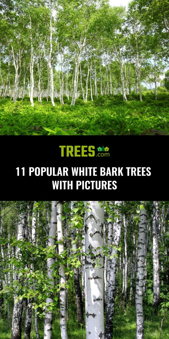 11 Popular White Bark Trees with Pictures