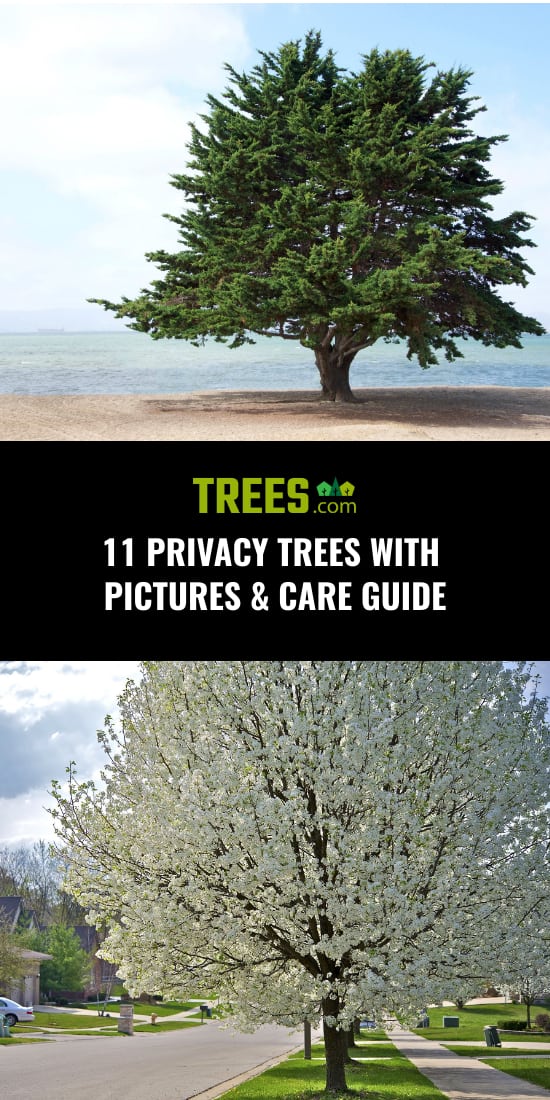 11 Privacy Trees with Pictures & Care Guide