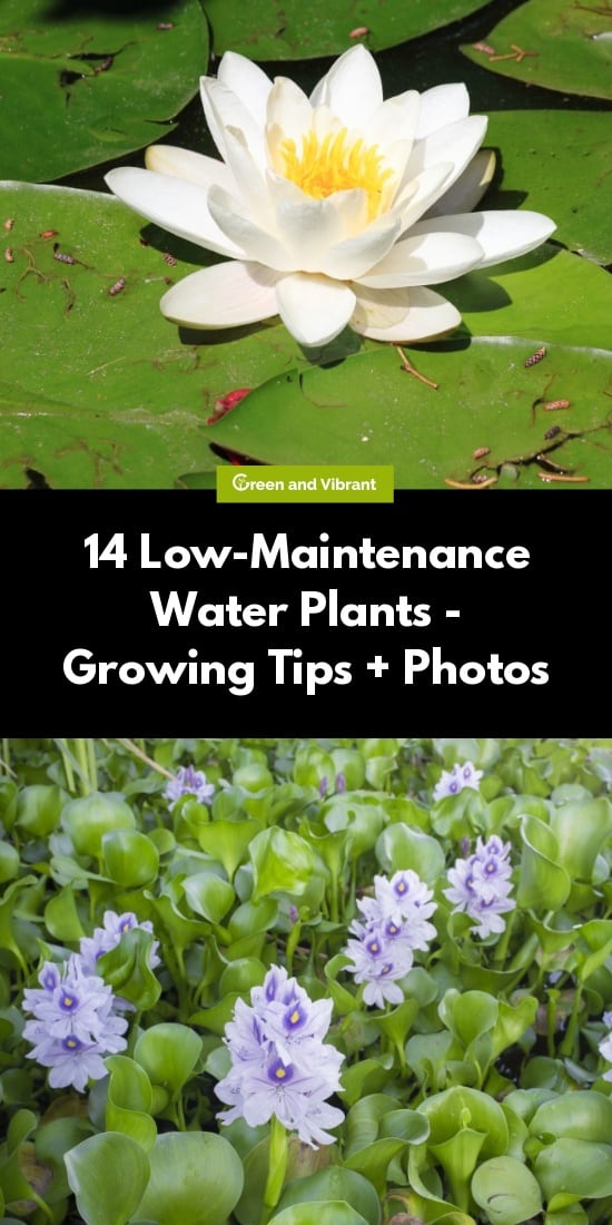 14 Low-Maintenance Water Plants - Growing Tips + Photos