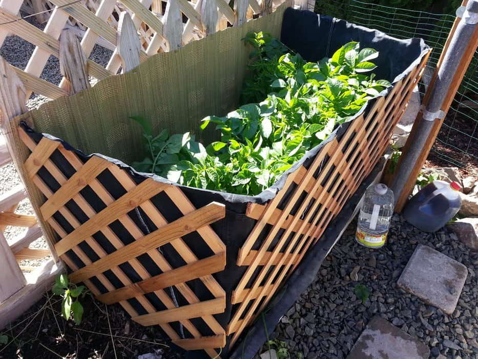 45-minute Potato Raised Bed