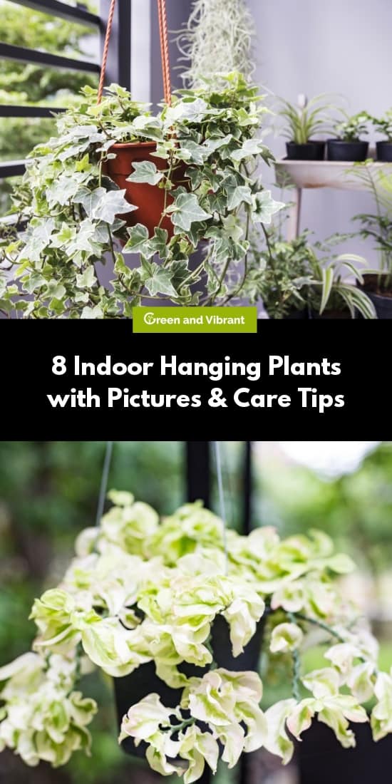 8 Indoor Hanging Plants with Pictures & Care Tips