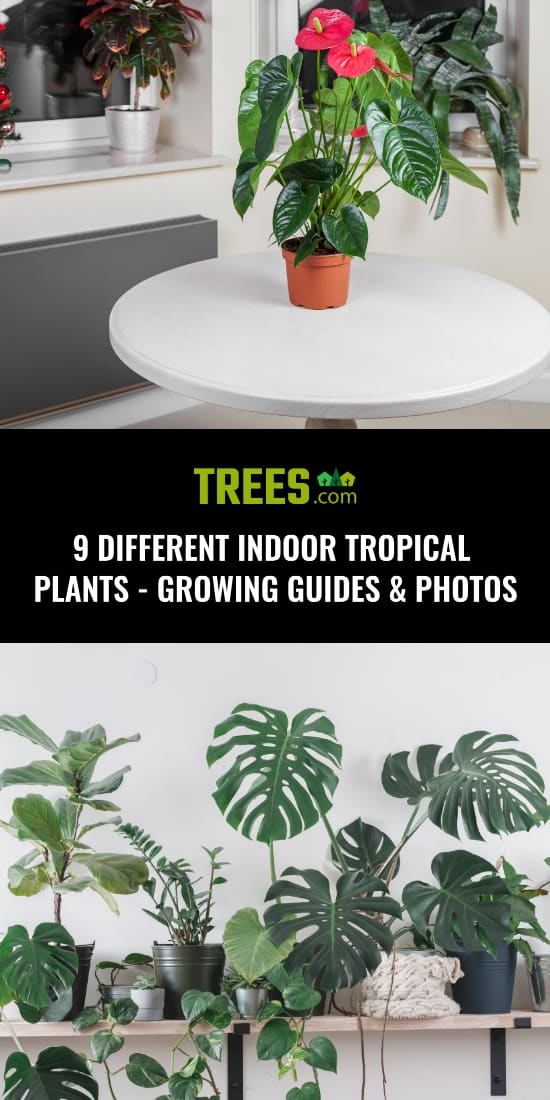 9 Different Indoor Tropical Plants - Growing Guides & Photos