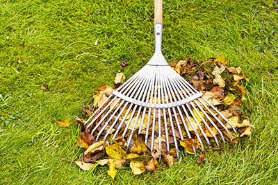 A raking cleaning the grass on the lawn