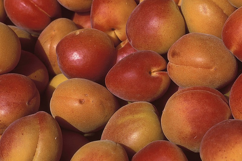 Abricots Orangered