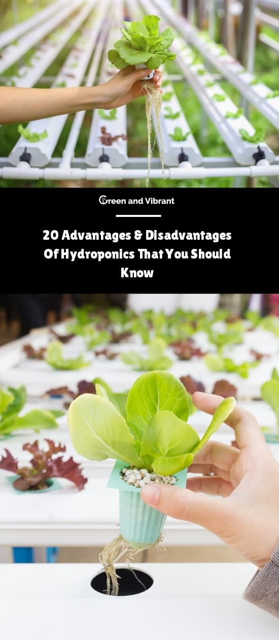 Advantages and Disadvantages of Hydroponics