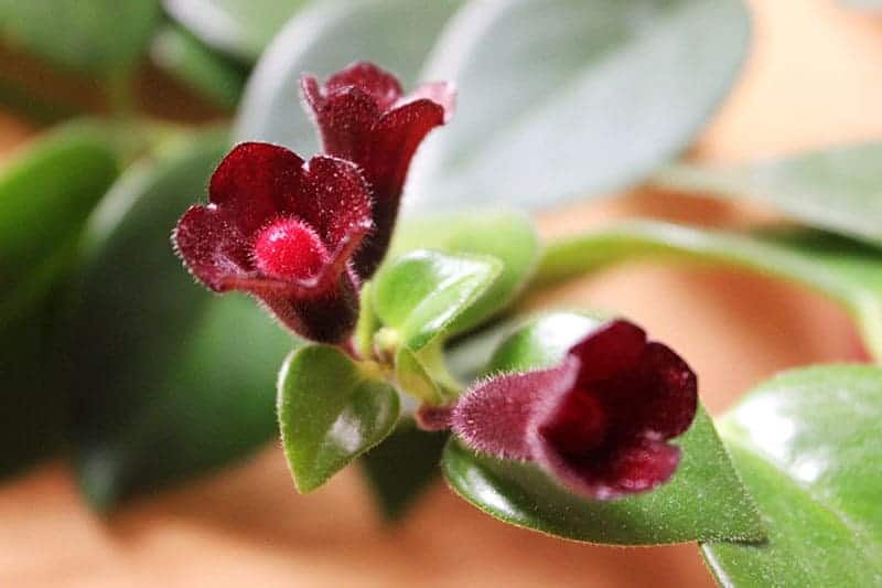 Aeschynanthus radicans 'Mona Lisa'