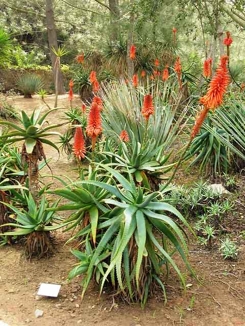 Aloès Arborescens (Aloès candélabre)
