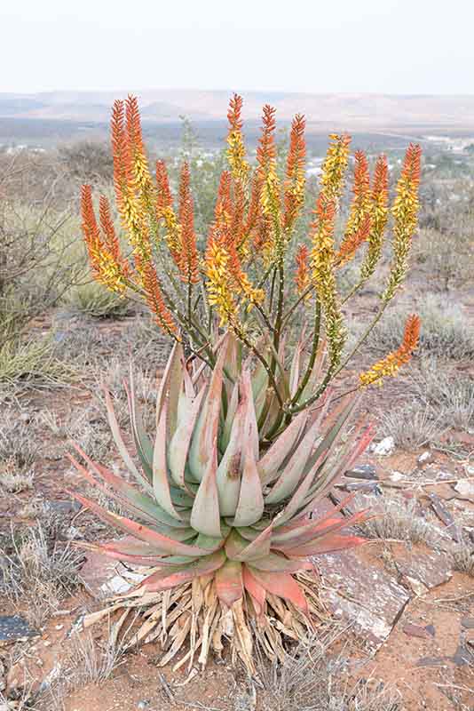 Aloès Ferox