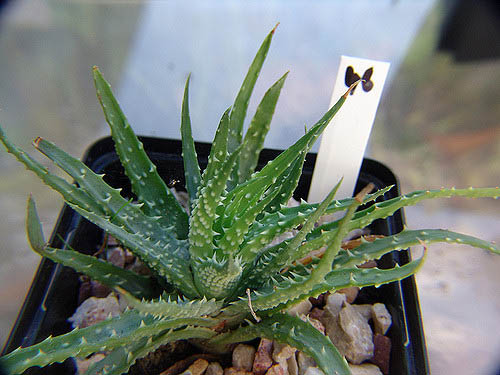 Aloès araignée - Aloe Humilis
