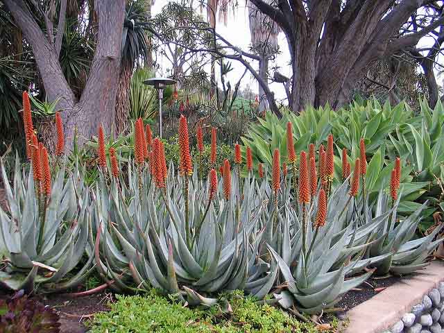 Aloès de pierre (Stone Aloe)