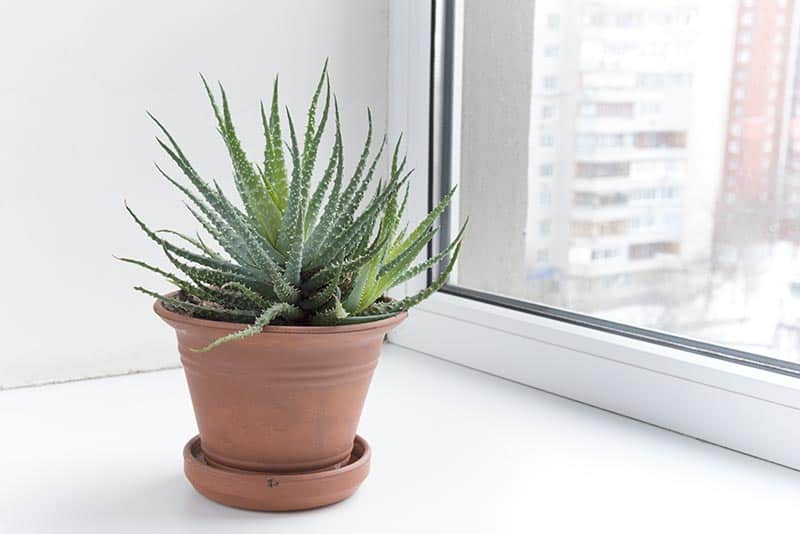 Aloe Vera sur le rebord de la fenêtre