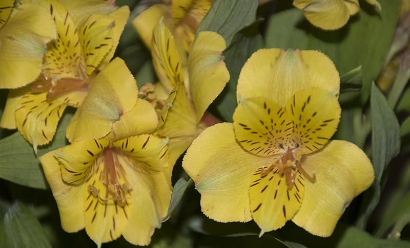 Alstroemeria ‘Friendship’