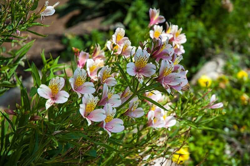 Alstroemeria Flowers In the Garden