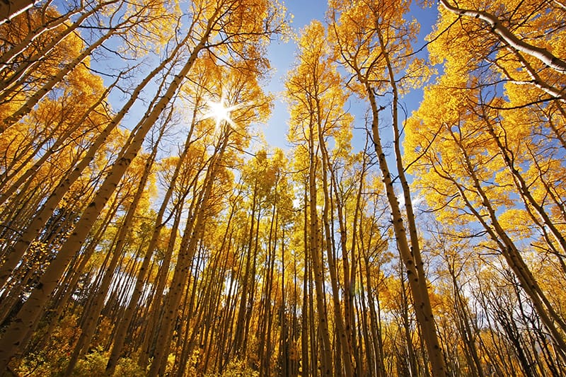 American Aspen