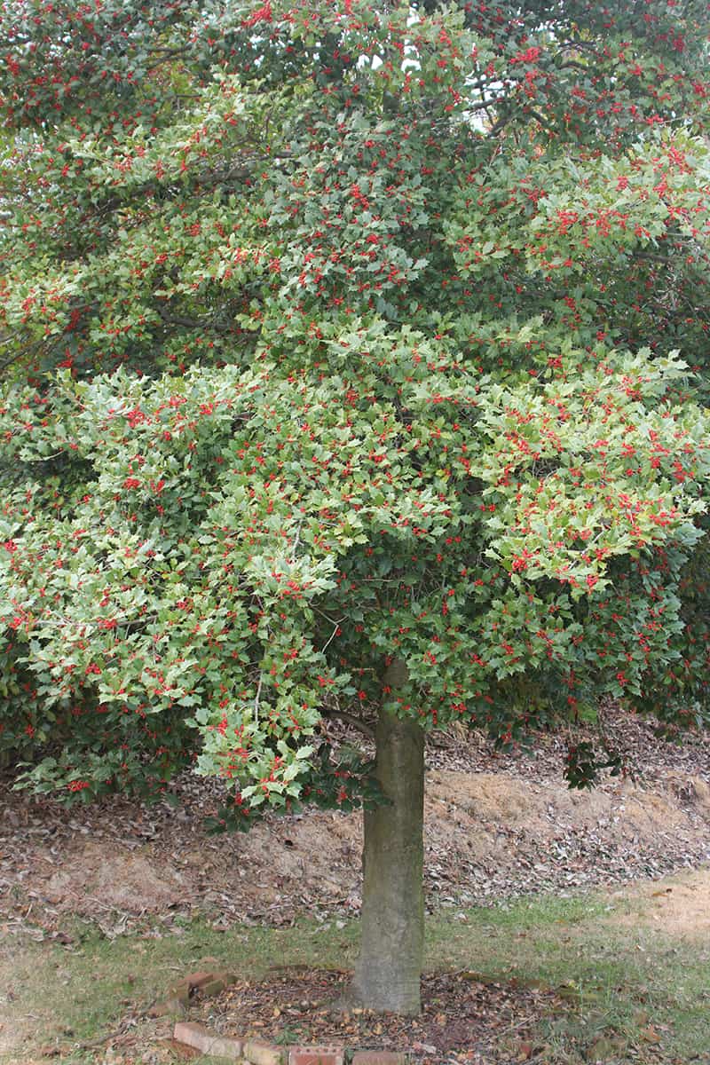 American Holly