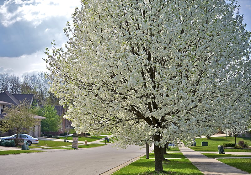 American Plum