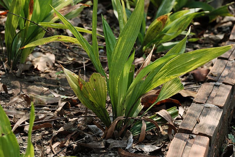 Una planta de Aspidistra elatior al aire libre