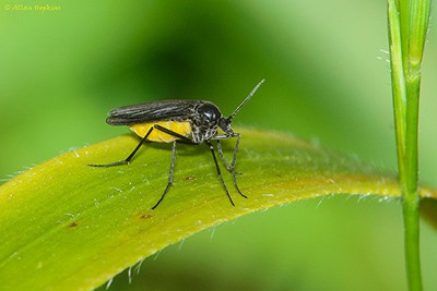 An adult fungus gnat on a leaf