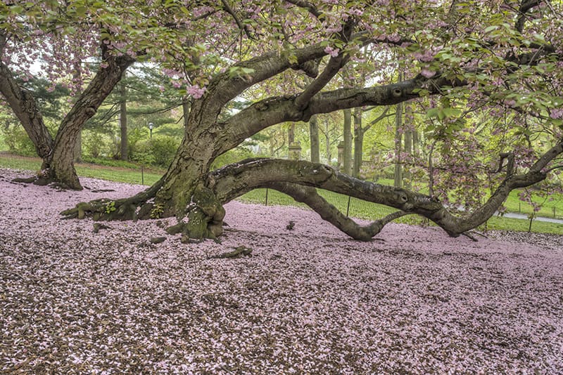 voorkomen van Kwanzan-boom